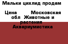 Мальки цихлид продам › Цена ­ 35 - Московская обл. Животные и растения » Аквариумистика   . Московская обл.